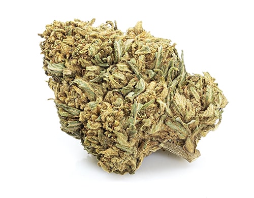 CBD Flower of Mango Haze quality