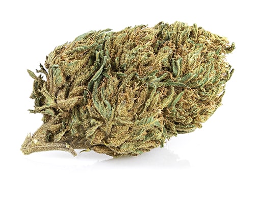 Bud of Lemon Cheese CBD weed