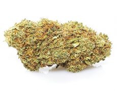 Orange Bud CBD flower of legal cannabis