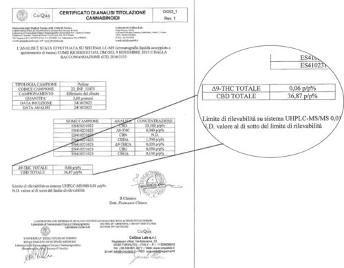burbuka analysis cbd hash