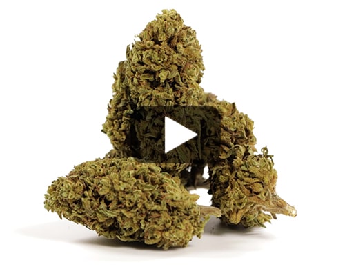 cbd-flower-gorilla-glue