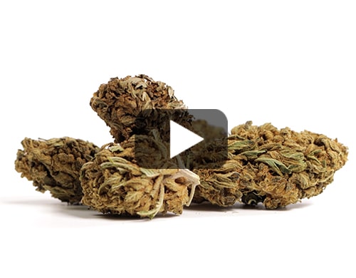 cbd-flower-lemon-cheese