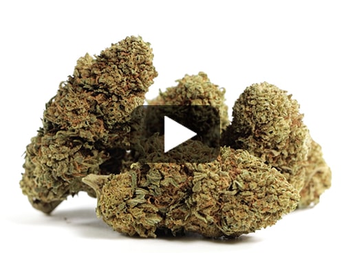 cbd-flower-sweet-berry
