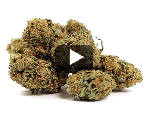 cbd-flower-white-widow