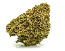 gorilla-glue-small-cbd-buds
