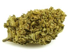 lemon-cheese-small-cbd-buds