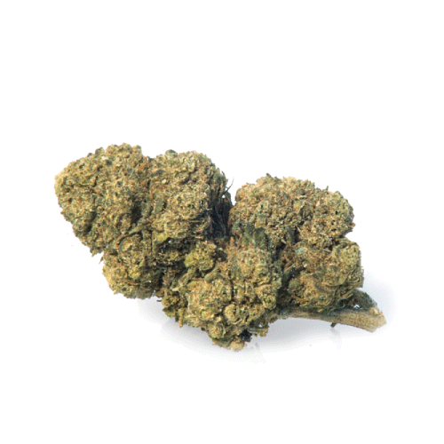 mango-haze-cannabis-flowers mango-haze-cannabis-flowers