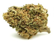 white-widow-small-cbd-buds