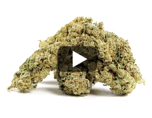 cbd-flower-bubblegum