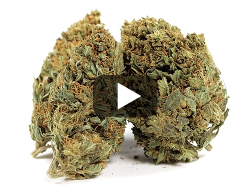 cbd-flower-melon-kush