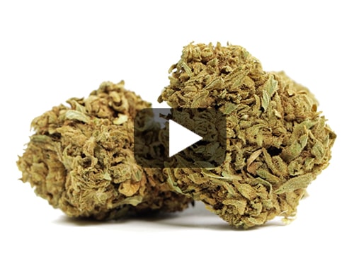 cbd-flower-master-kush