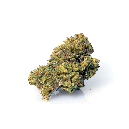 master-kush-cbd-flowers-cannabis master-kush-cbd-flowers-cannabis