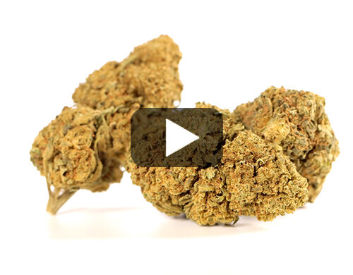 Video preview of CALIFORNIA HAZE cbd flower with green and brown hues