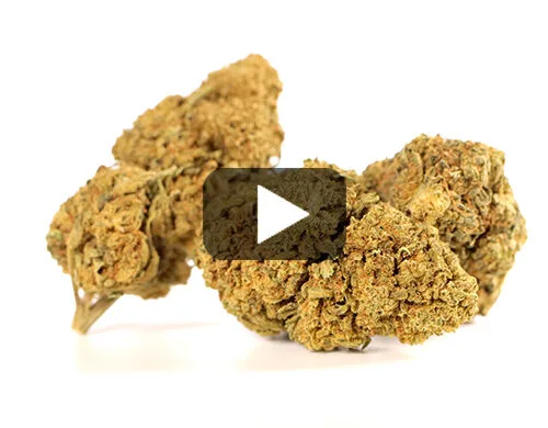 Video preview of CALIFORNIA HAZE cbd flower with green and brown hues