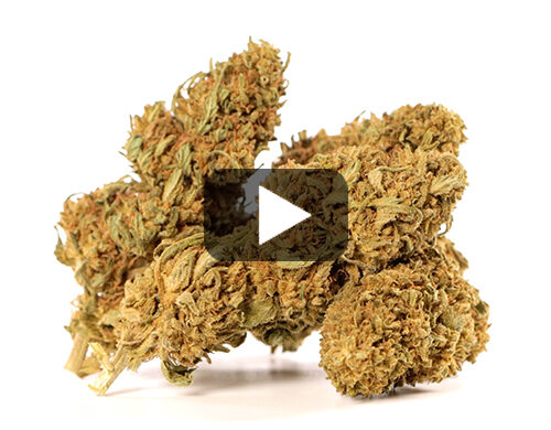 Video preview of Sweet Berry cbd flower with green and brown hues