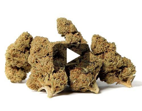 cbd-flower-california-haze