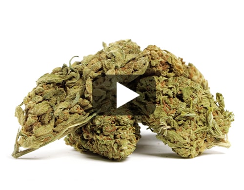 cbd-flower-do-si-dos