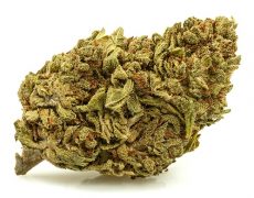 DO SI DOS-small-cbd-buds
