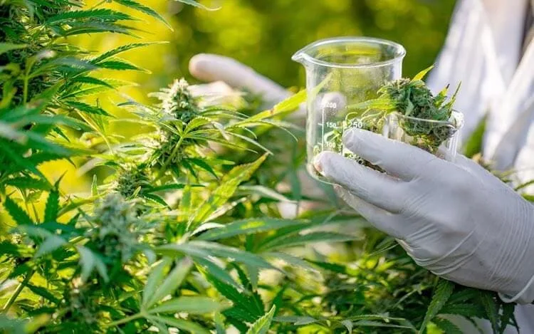 medical-cannabis medical cannabis in uk