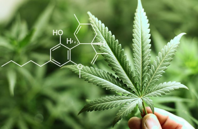 THC is the most important active ingredient contained in cannabis or cannabis