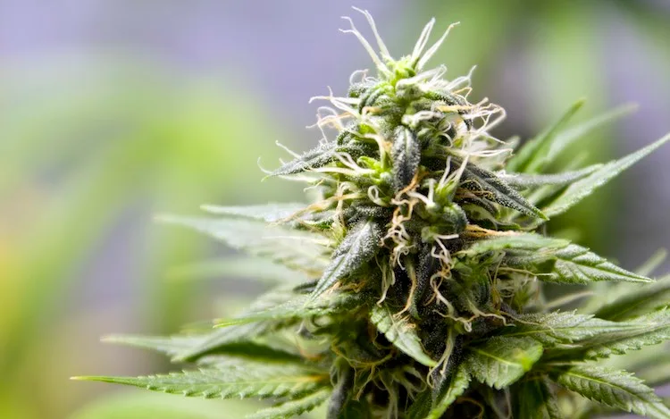 the best legal cannabis in UK