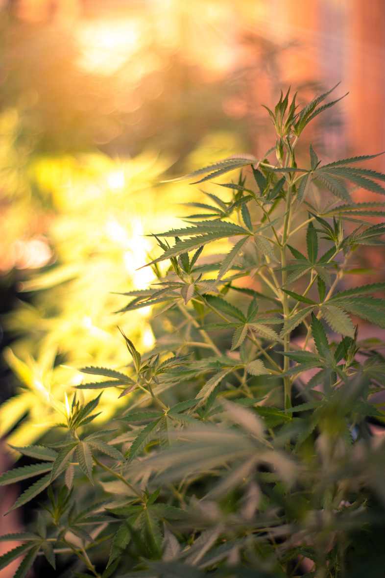 Where can you buy CBD cannabis?