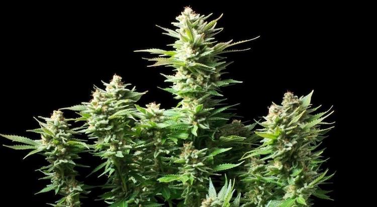 This variety of marijuana, despite being among the most luxuriant and productive