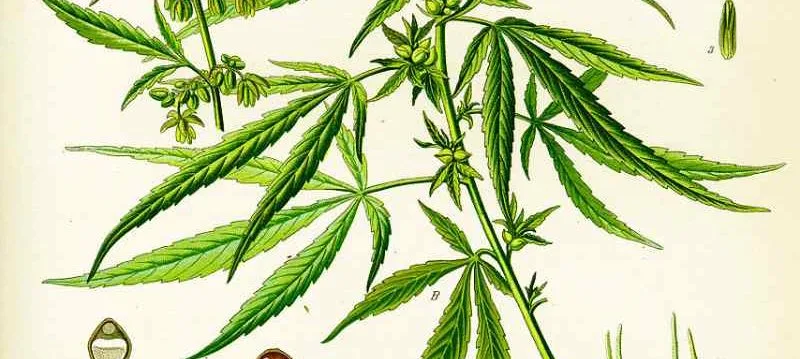 cannabis-sativa Sativa cannabis variant