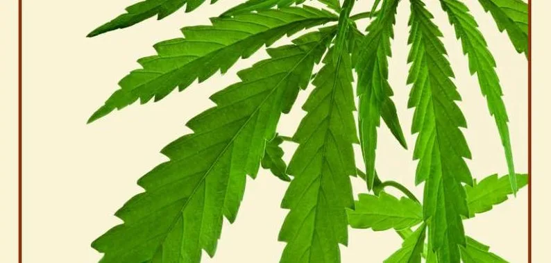 indica-marijuana Indica Marijuana variant