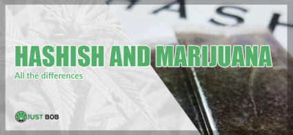 all the differences hashish and marijuana