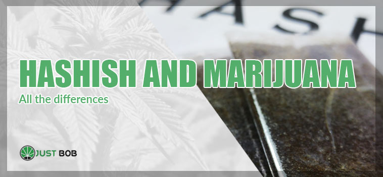 all the differences hashish and marijuana