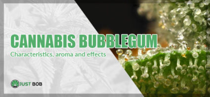 cannabis bubblegum effects
