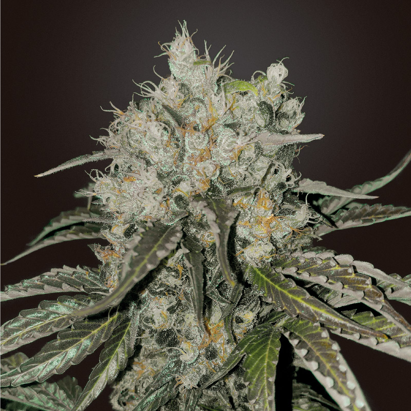 double-cookies-autoflower-seeds-uk double-cookies-autoflower-seeds-uk