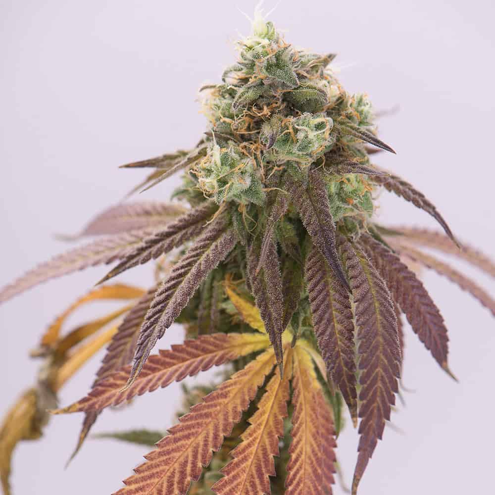 double-cookies-weed-seeds-feminized double-cookies-weed-seeds-feminized