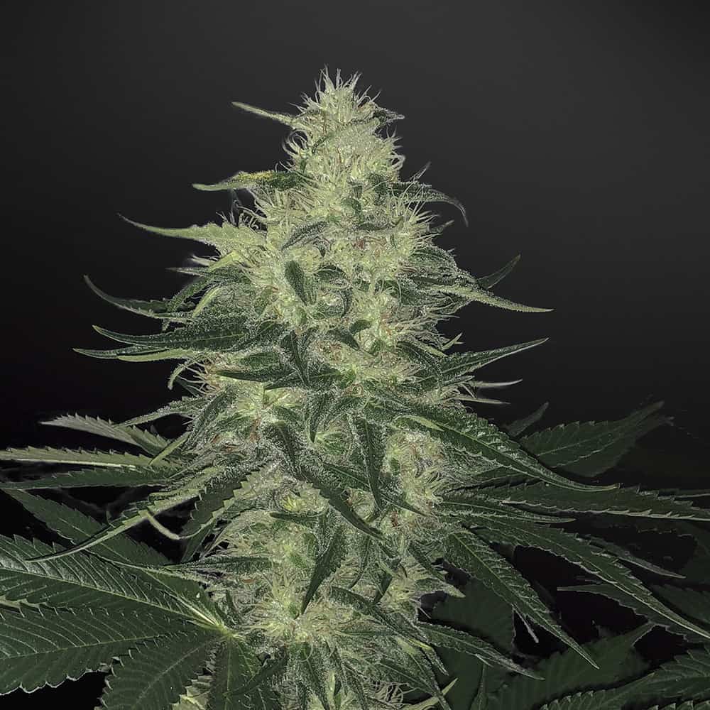 godzilla-glue-autoflower-seeds-uk godzilla-glue-autoflower-seeds-uk