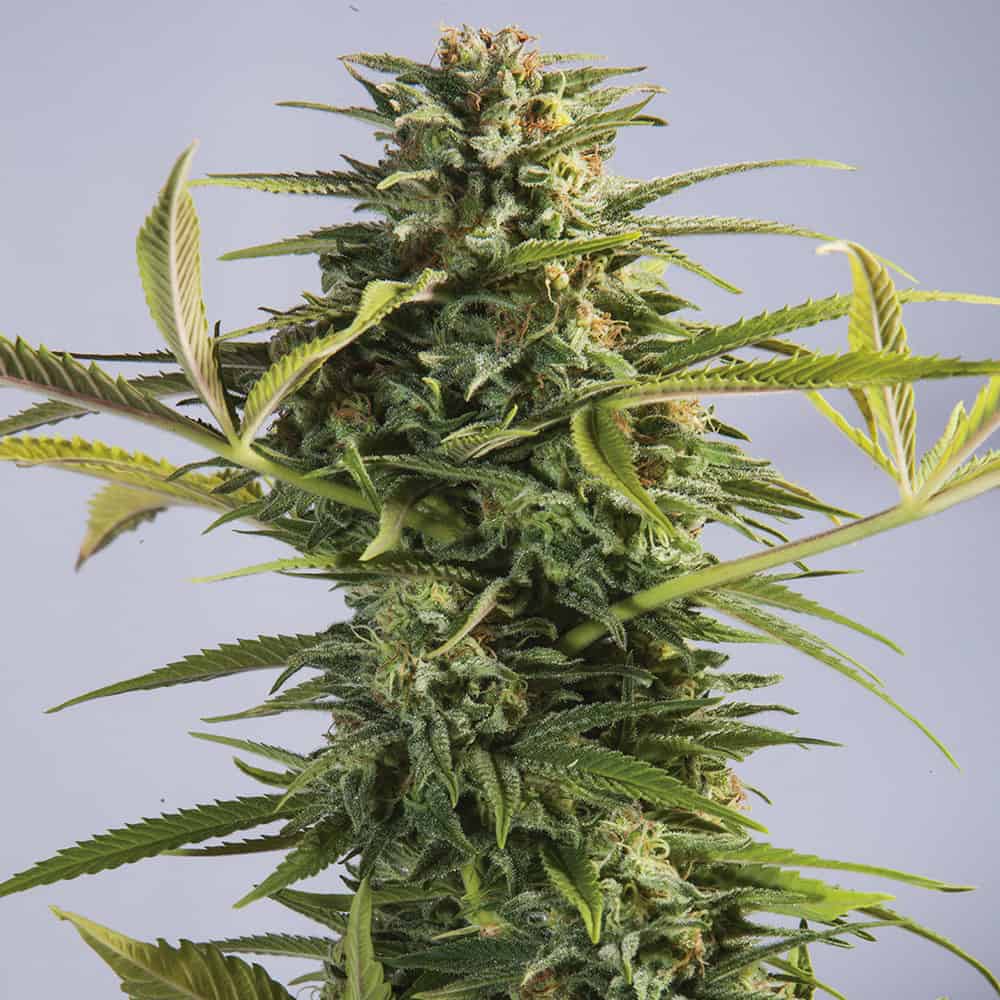 godzilla-glue-feminized-cannabis-seeds-uk godzilla-glue-feminized-cannabis-seeds-uk