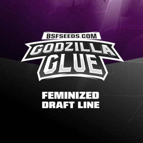 godzilla-glue-marijuana-feminized-seeds godzilla-glue-marijuana-feminized-seeds
