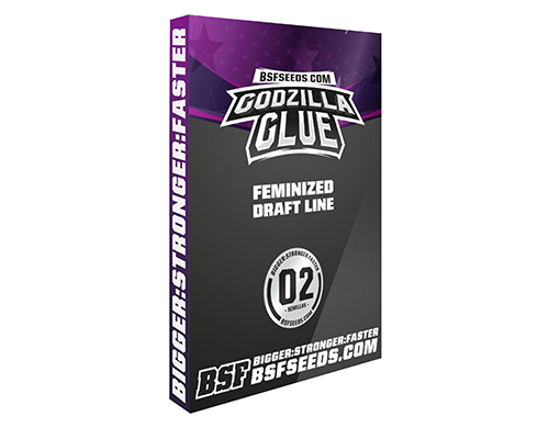 godzilla-glue-weed-seeds-uk-1 godzilla-glue-weed-seeds-uk-1