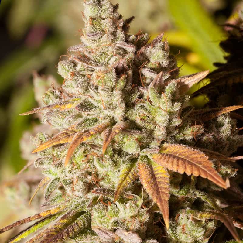 gorilla-glue-feminized-seeds-uk gorilla-glue-feminized-seeds-uk