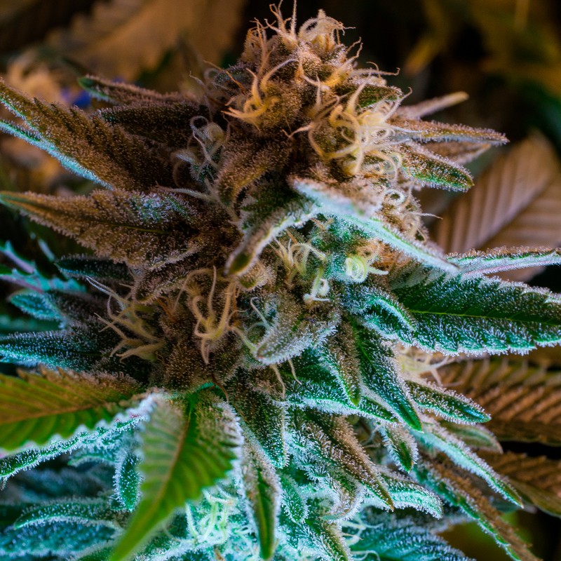 gorilla-glue-marijuana-autoflower-seeds-uk gorilla-glue-marijuana-autoflower-seeds-uk