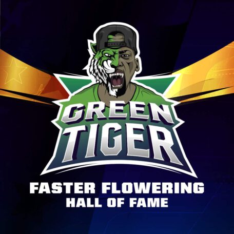 green-tiger-marijuana-seeds-uk green-tiger-marijuana-seeds-uk