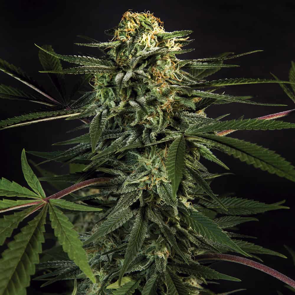 green-tiger-weed-seeds green-tiger-weed-seeds