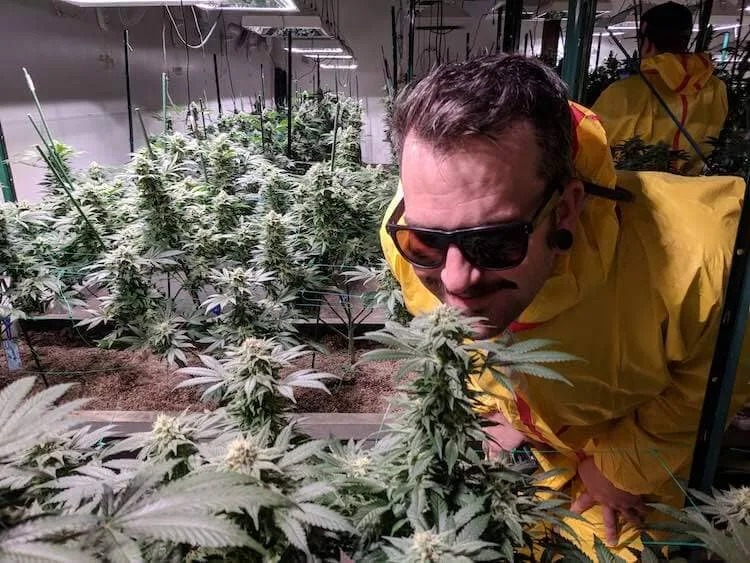 grow-hemp-legally grow hemp legally
