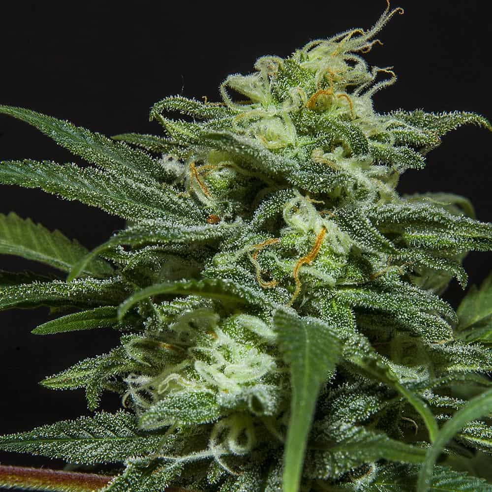 lebron-haze-autoflower-seeds-uk lebron-haze-autoflower-seeds-uk