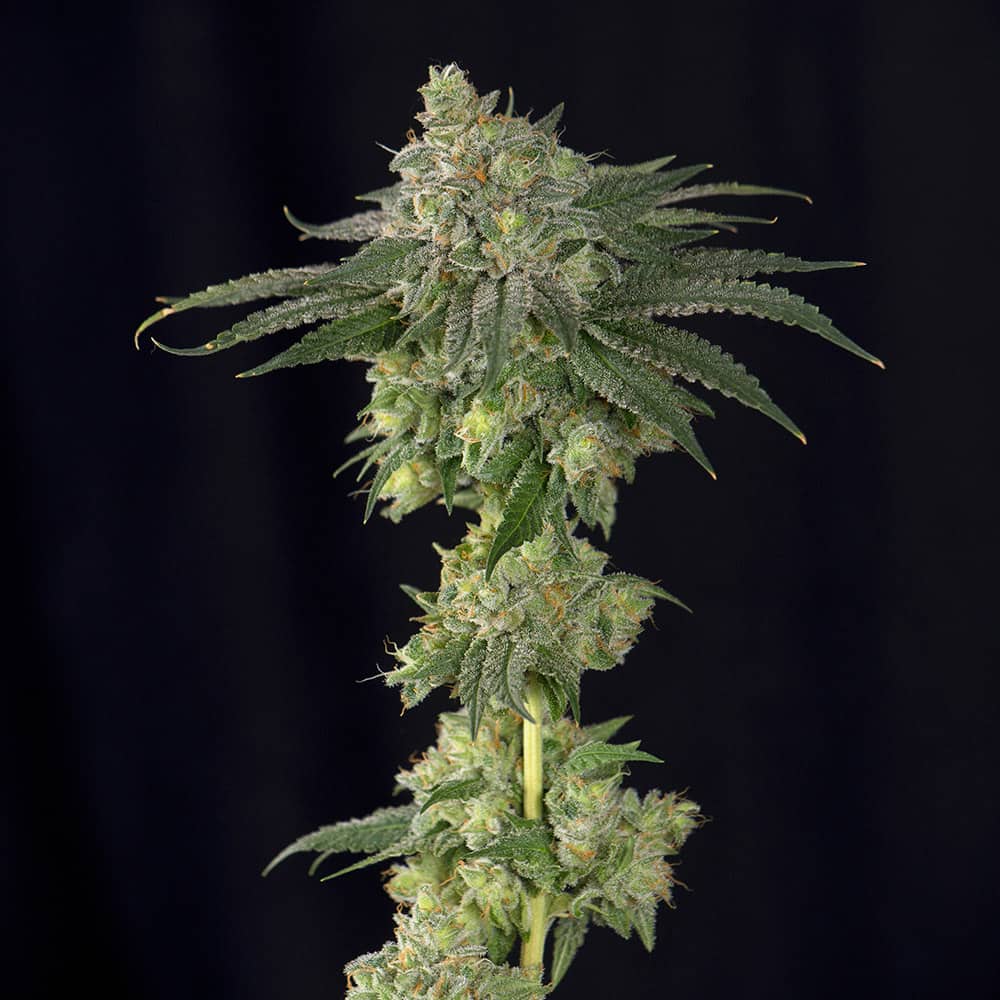 lebron-haze-buy-cannabis-feminized-seeds lebron-haze-buy-cannabis-feminized-seeds