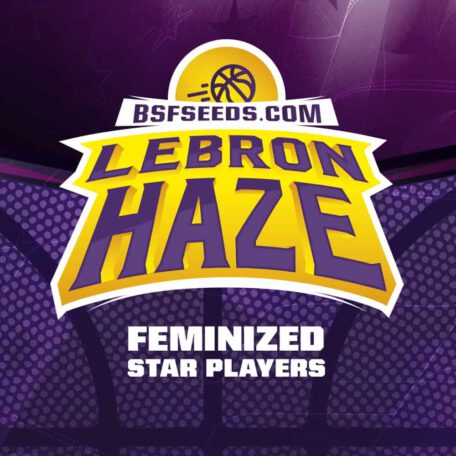 lebron-haze-feminized-seeds lebron-haze-feminized-seeds
