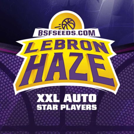 lebron-haze-marijuana-seeds lebron-haze-marijuana-seeds