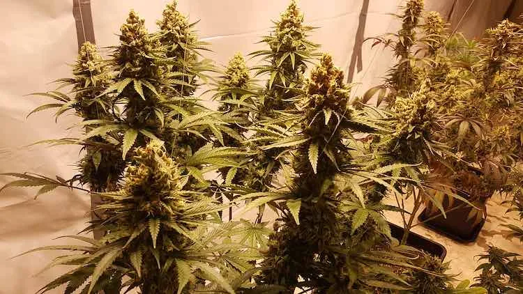 legal vacuum on legal hemp legal vacuum on legal hemp