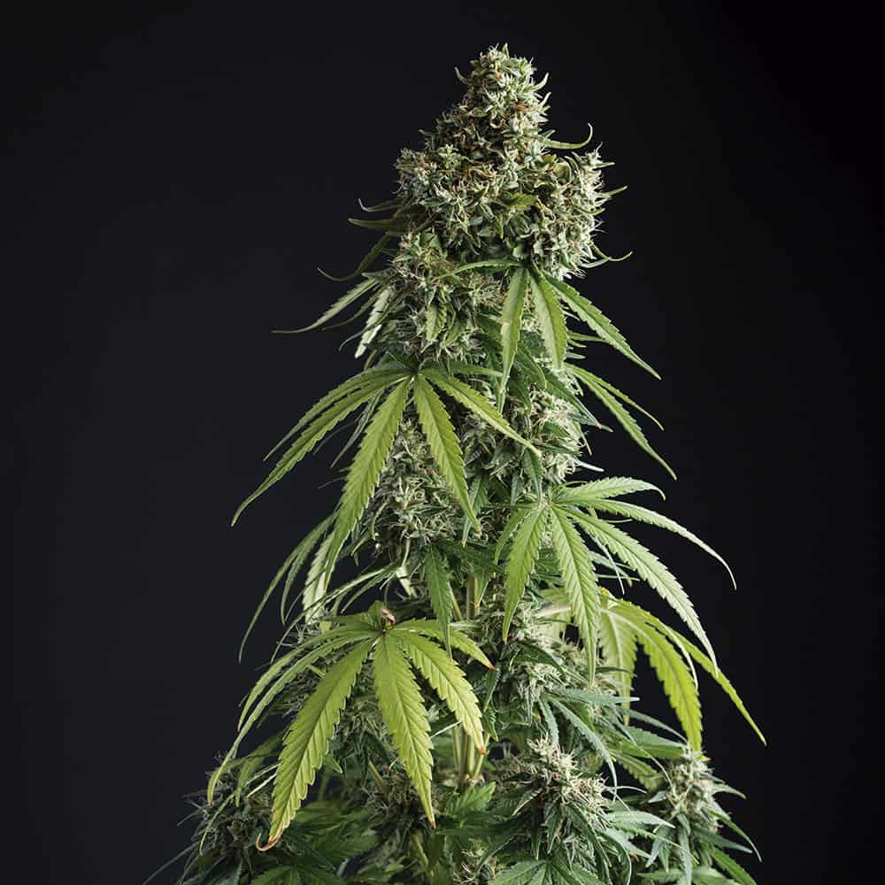 lemon-blossom-autoflower-cannabis-seeds-uk lemon-blossom-autoflower-cannabis-seeds-uk