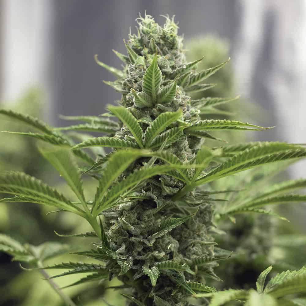 lemon-blossom-marijuana-feminized-seeds lemon-blossom-marijuana-feminized-seeds